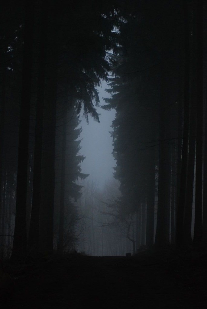 Misty light shining through a dark forest