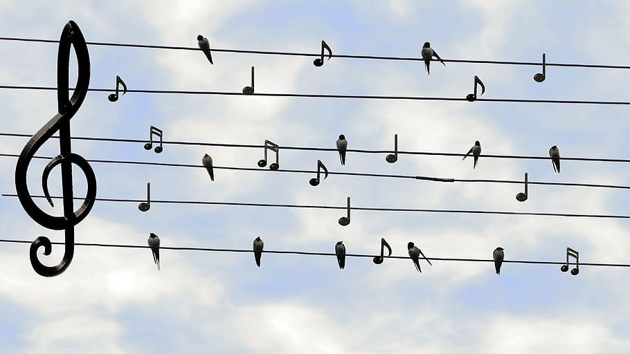 Birds and music notes on telephone wires