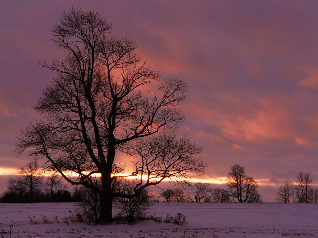 tree silhouetted against purple sky